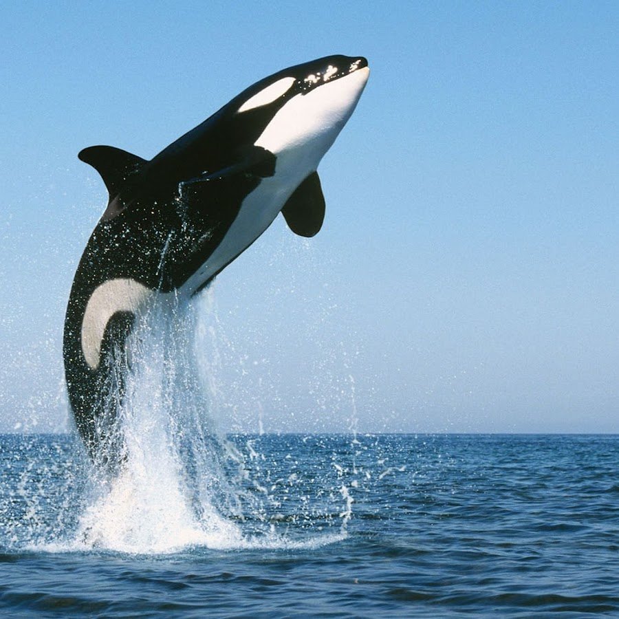 Дыхало касатки