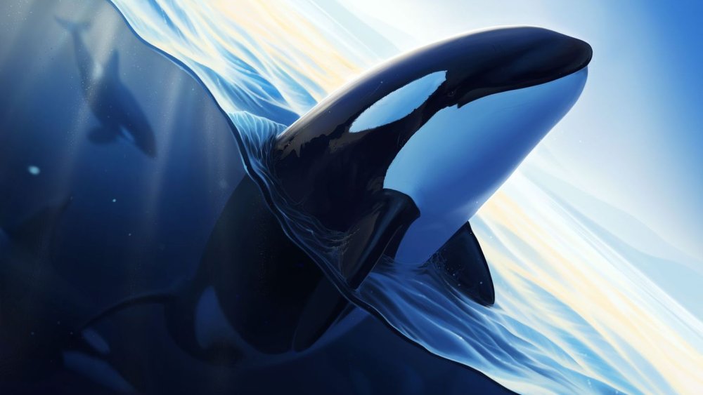 Касатка кит убийца