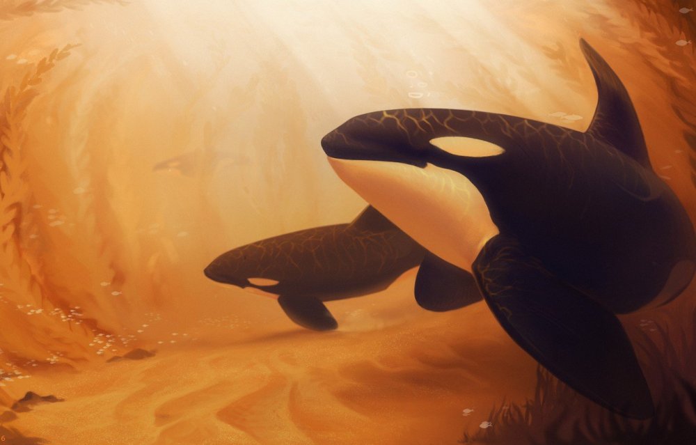 Стая касаток