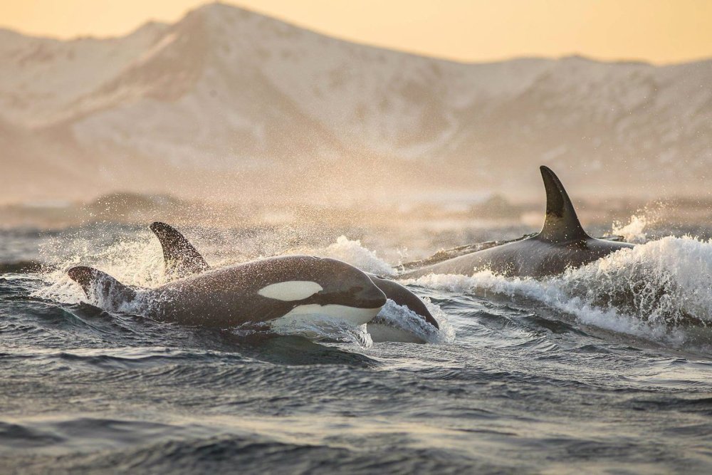 Касатка Северная