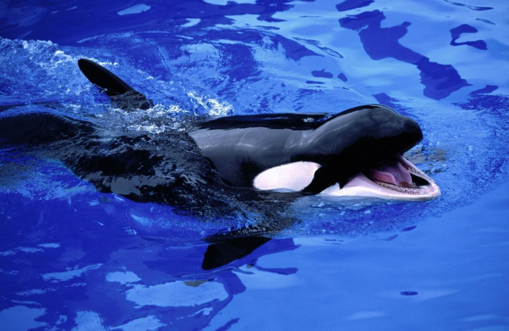 Интересные факты о косатках
