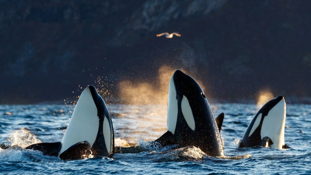 Касатки в Норвегии