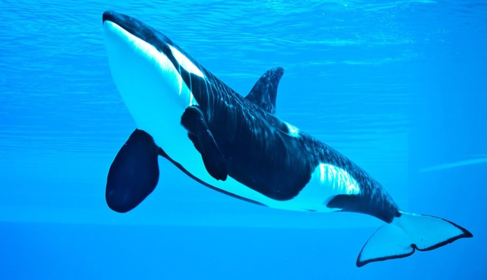 Море пляж дельфины