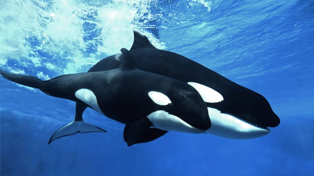 Касатка выпрыгивает из воды