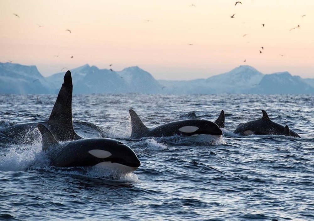 Касатка кит убийца фильм