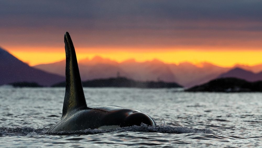 Дельфин Касатка Кашалот