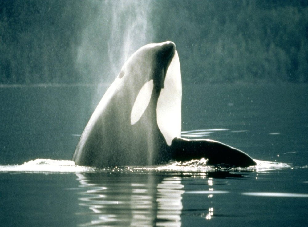 Касатка и Дельфин