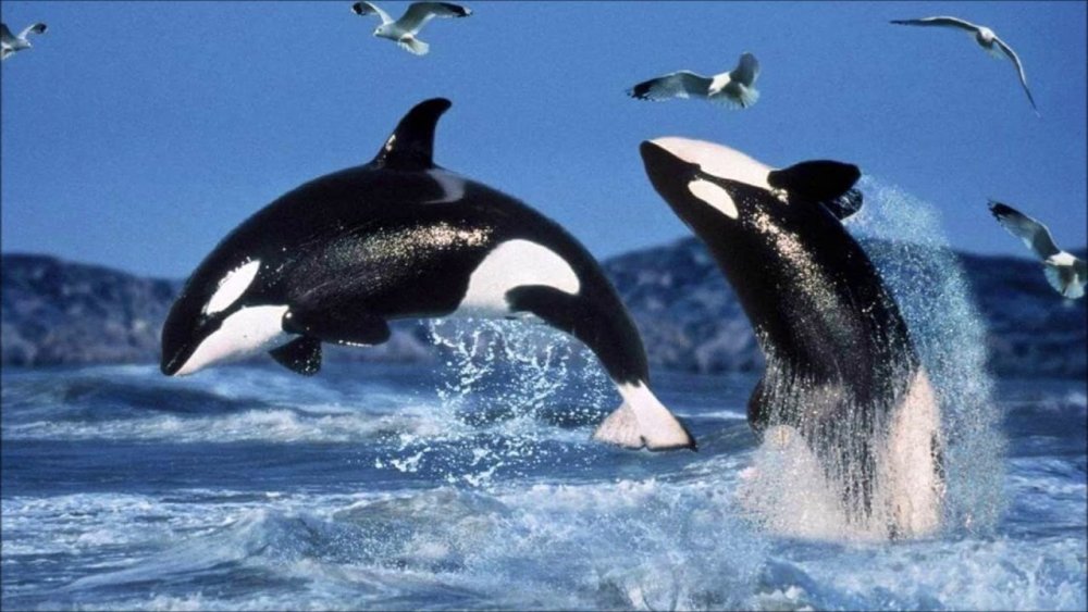 Гренландский кит в Арктике