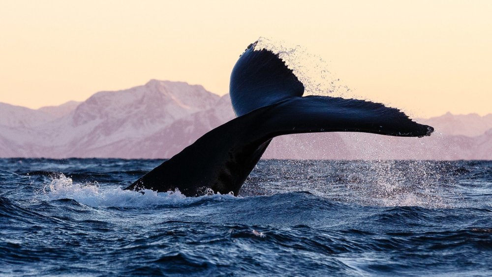 Кит и Касатка и Дельфин