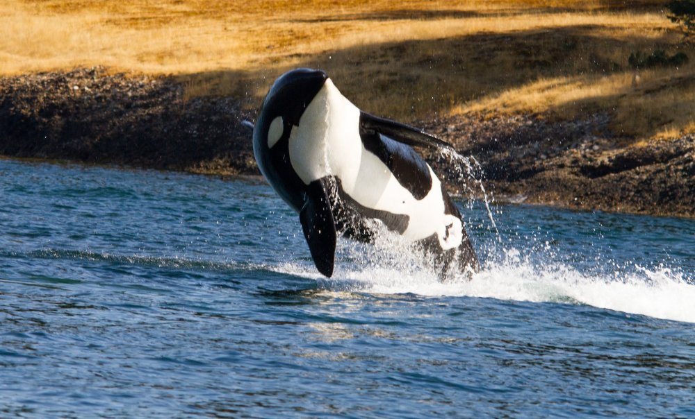 Orca Касатка