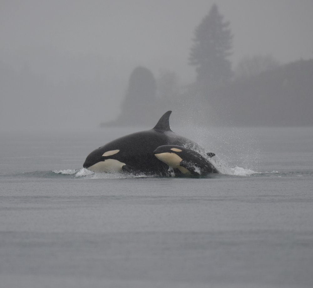 Касатка под водой