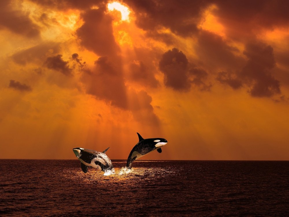 Vs коврик для компьютерной мыши "фауна", "Касатка"