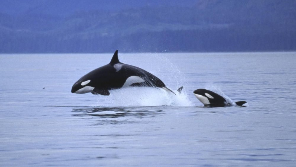 ГНПП Касатка Абхазия