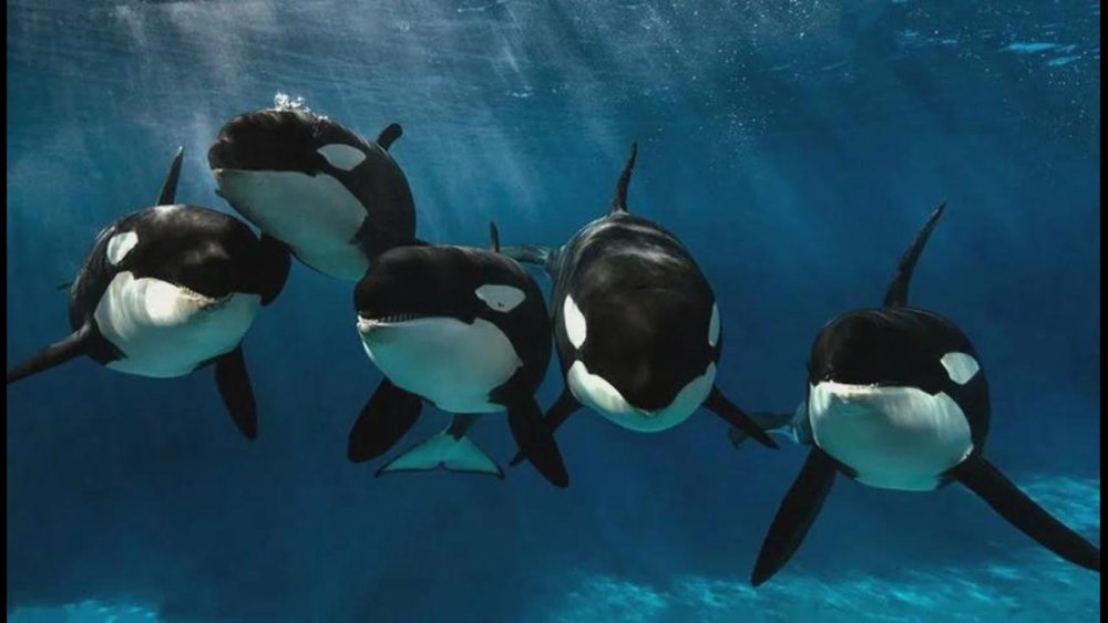 Касатка и Дельфин родственники