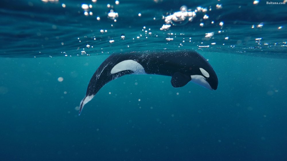 Касатка хищник