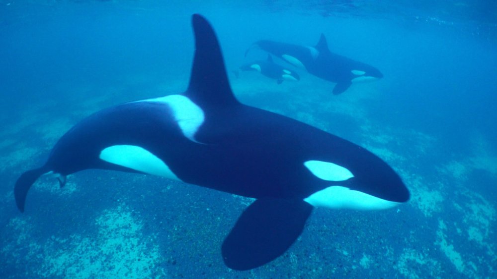 Детеныш касатки