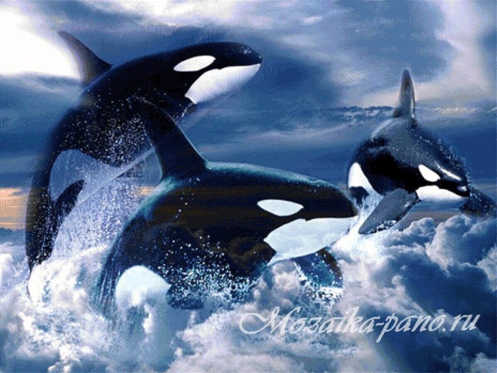 Косатка Шантарские осрова