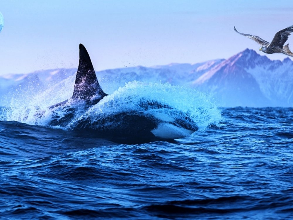 Касатка Северная