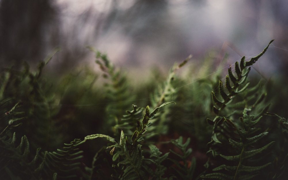 Пальмы на закате