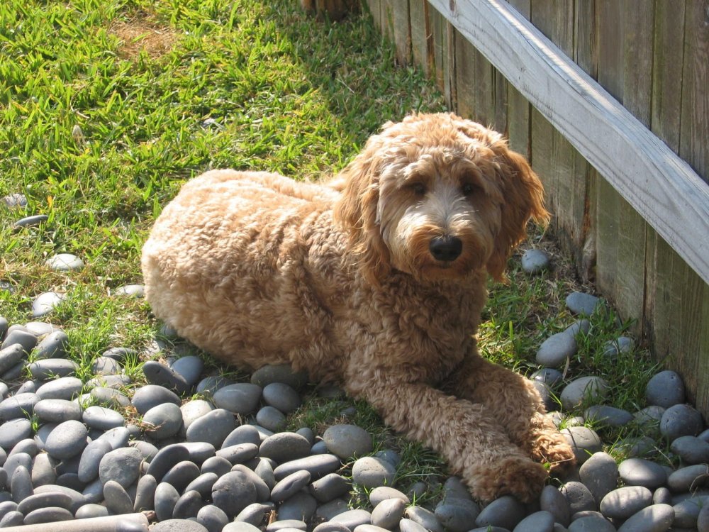 Шнудель стрижка