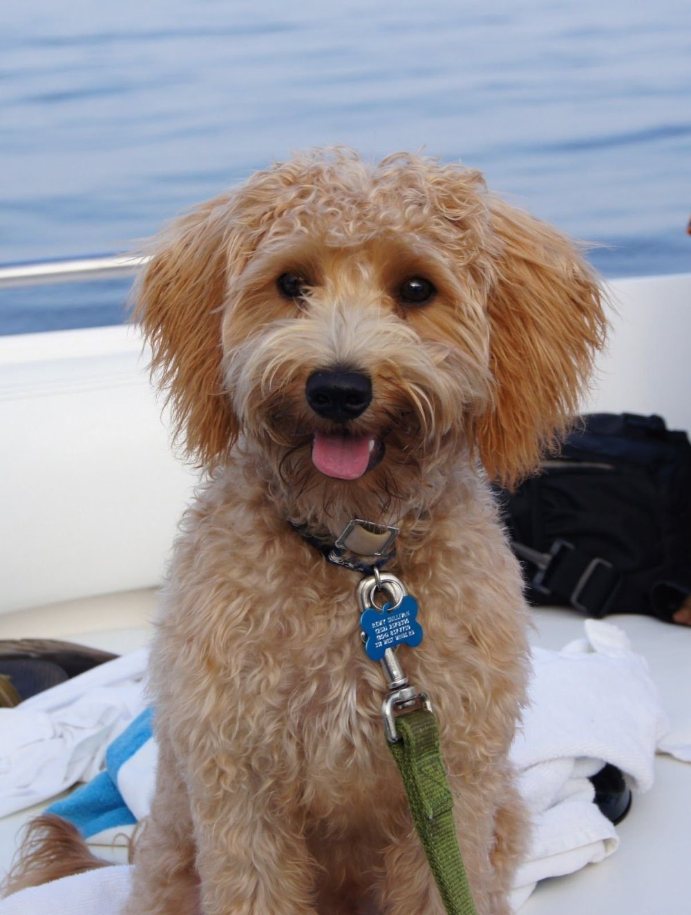 Черный терьер собака Сталина