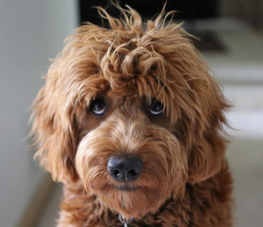 Дизайн плаката собак