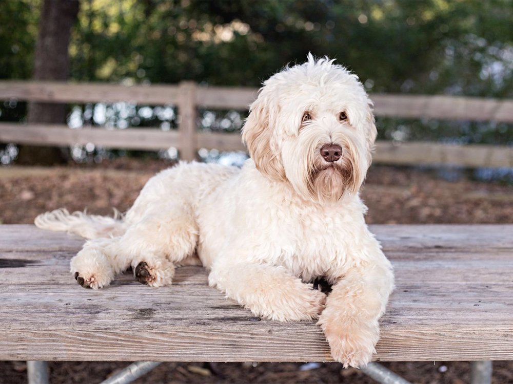 Помесь левретки и пуделя