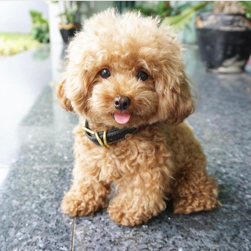 Группа щенки плакат