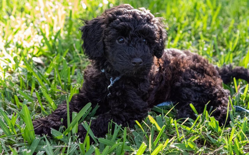 Schnoodle порода собак