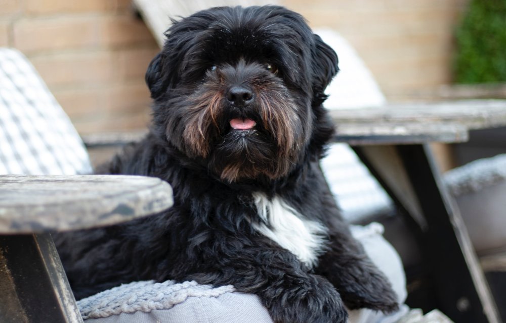 Шнудель помесь