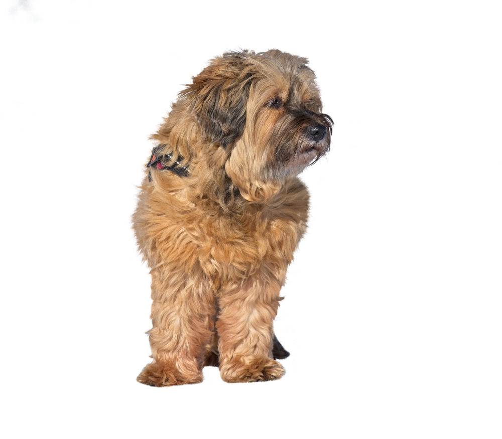 Порода шнауцер пудель