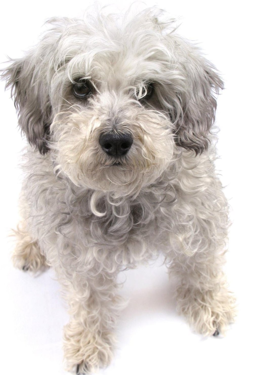 Шнудель терьер