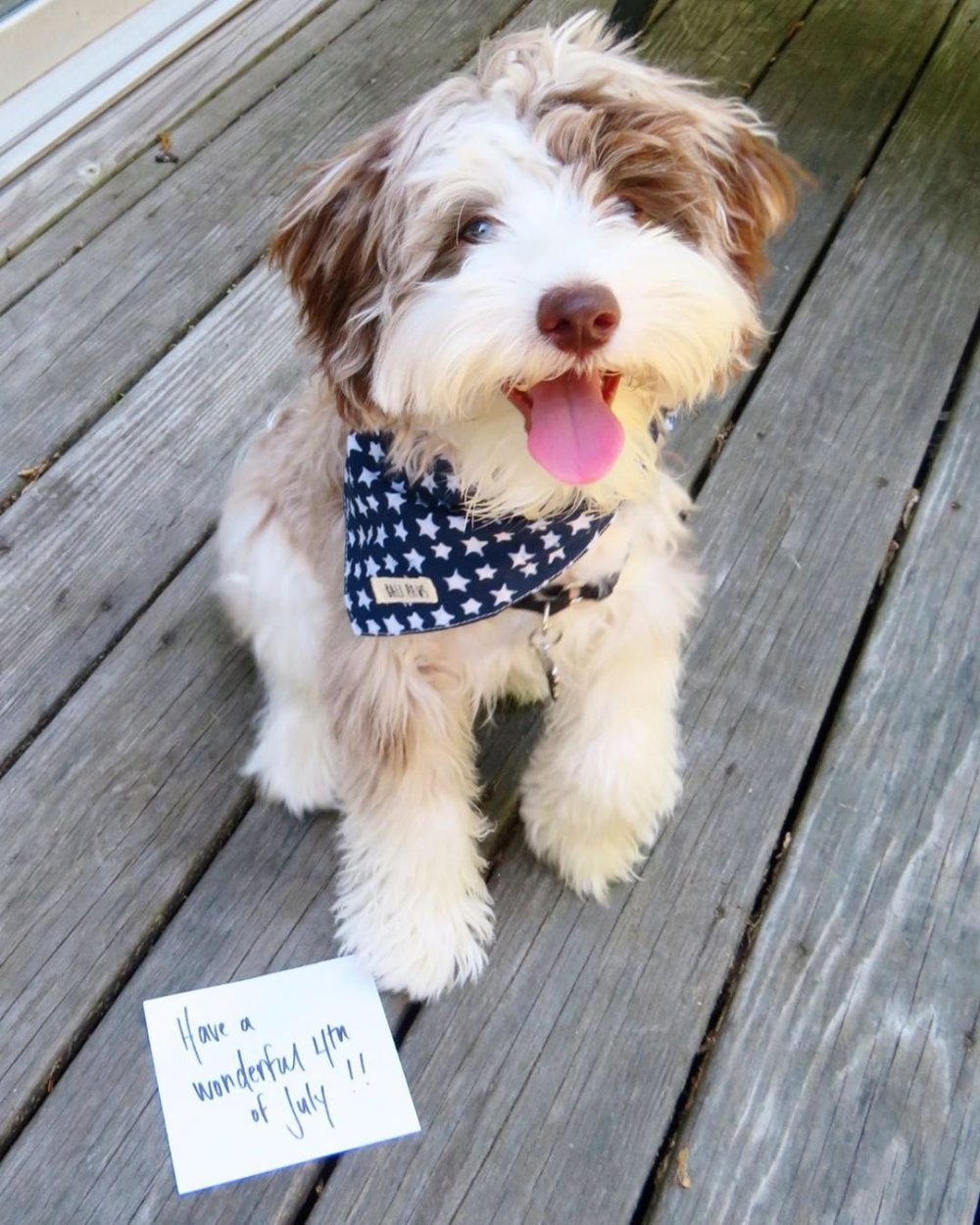 Голдендудль и лабрадудль