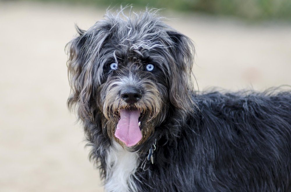 Голдендудль альбинос