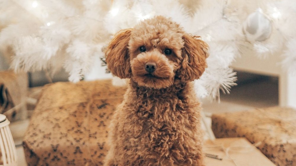 Собаки необычных пород