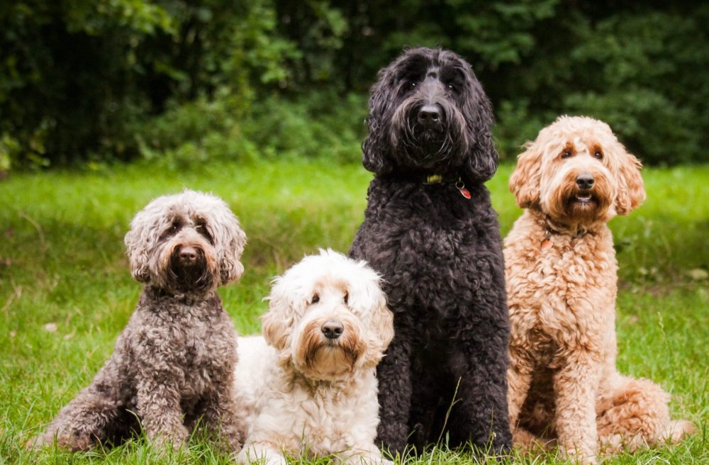 Болонка терьер