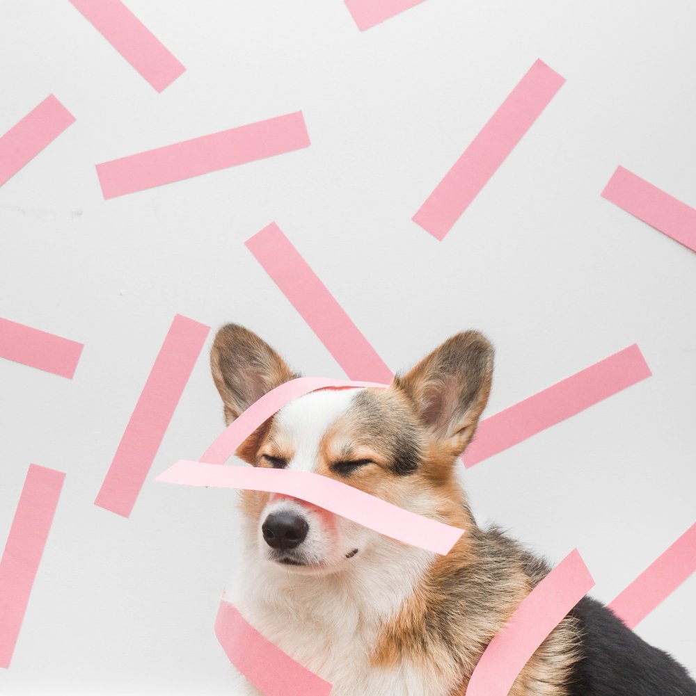 Карликовый пудель мартипу