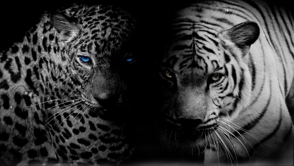 Лев и пантера