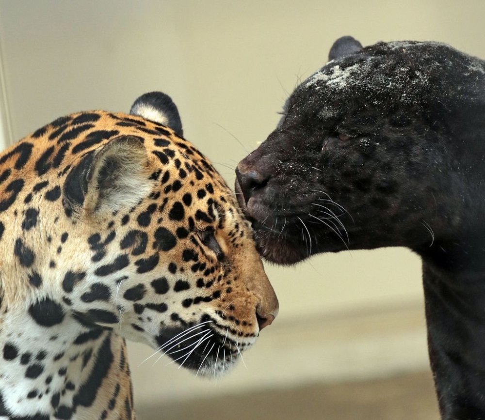 Пантера анимационная