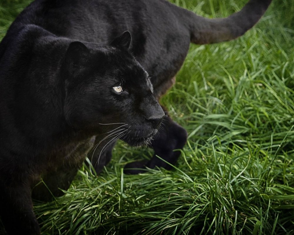 Картина по номерам черная пантера