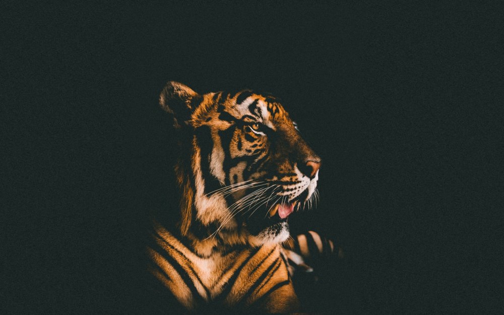 Черные обои