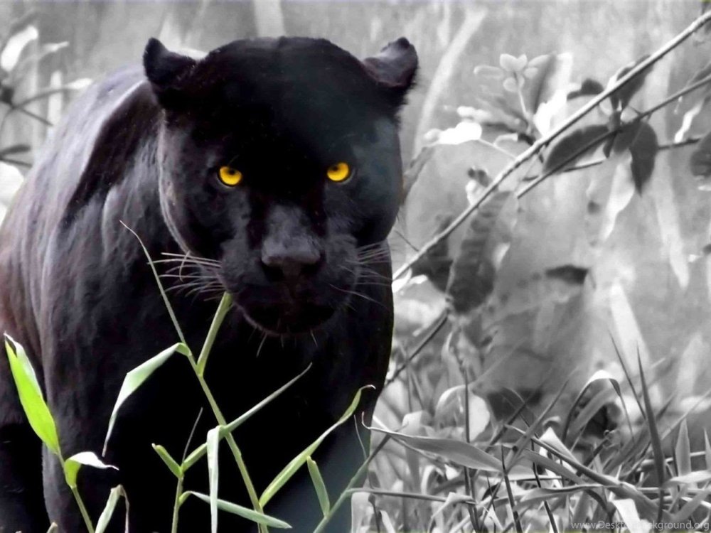 Черная пантера Марвел