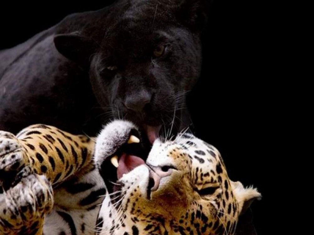 Пума Багира