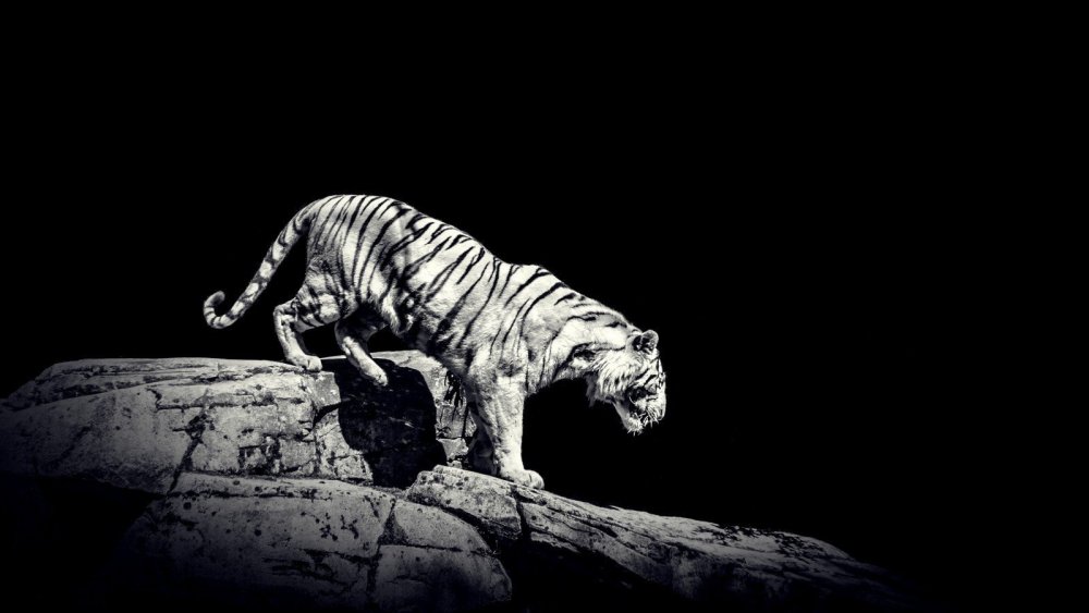 Пантера Шварцера» (2014; черная пантера )