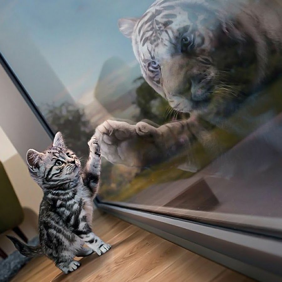 Кот в зеркале тигр