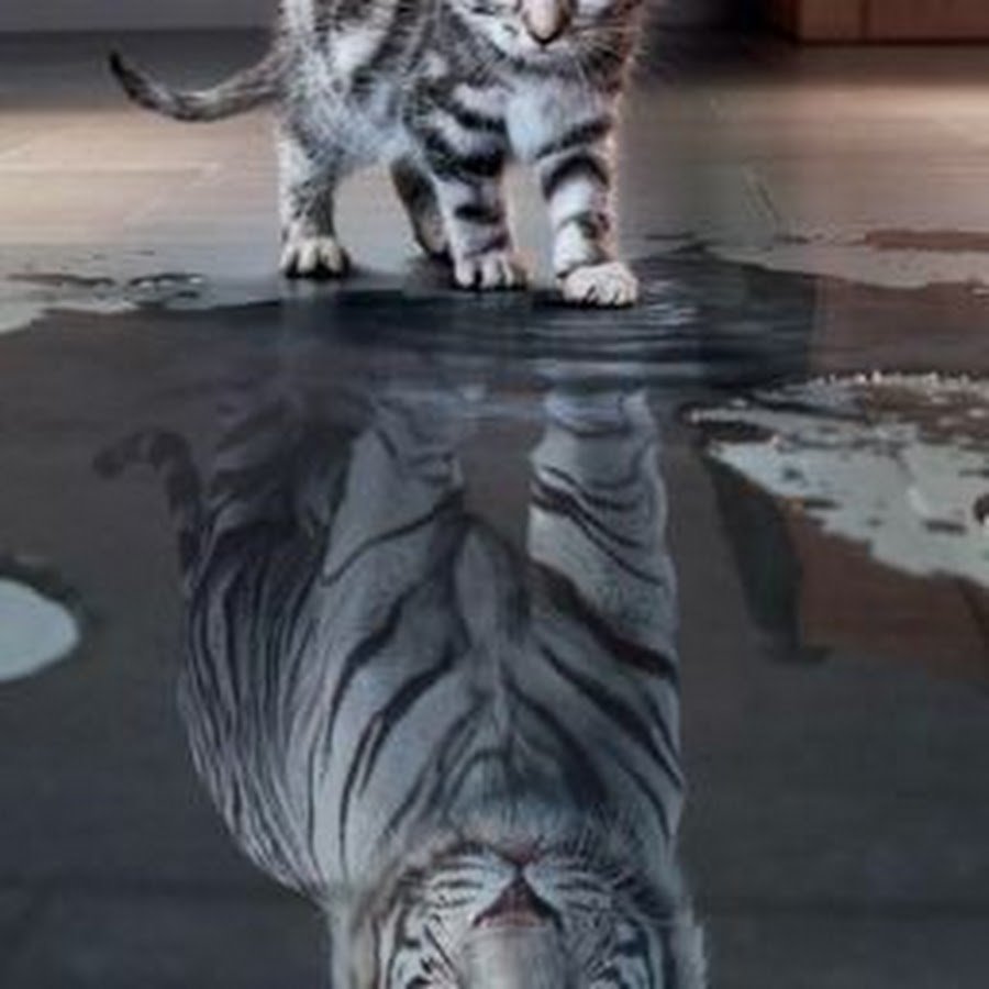 Кот в отражении Лев