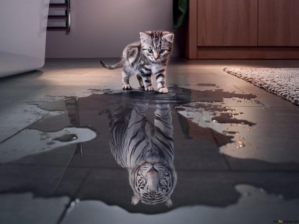 Котенок в отражении тигр