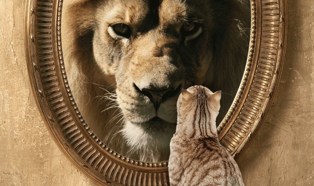 Кот в отражении Лев