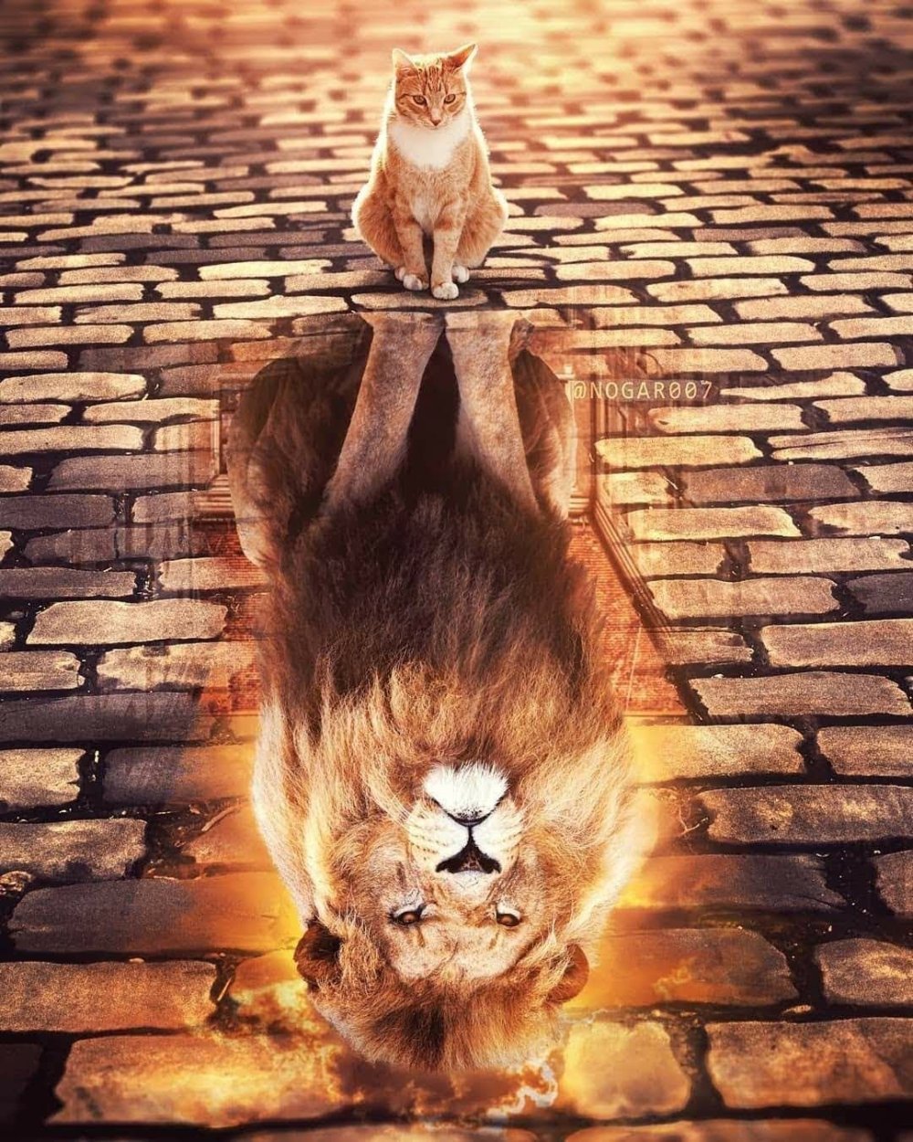 Котёнок и отражение тигра