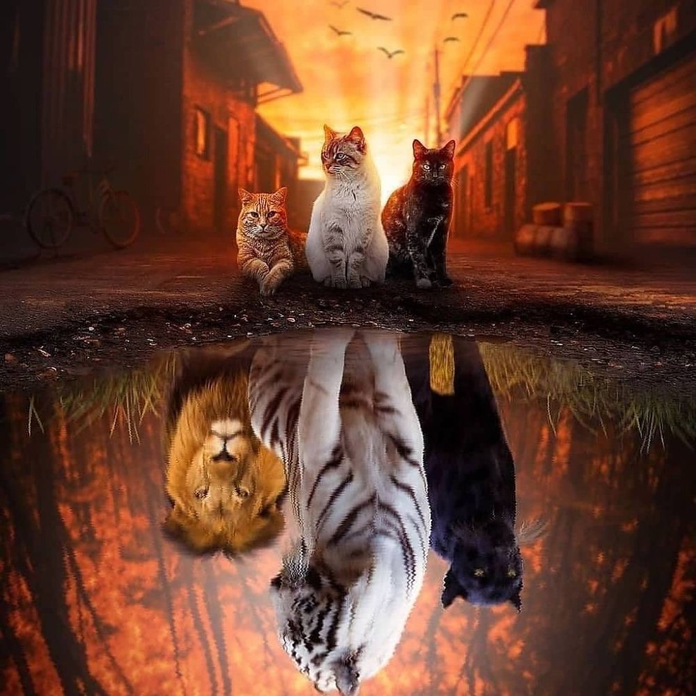 Кот в луже Лев